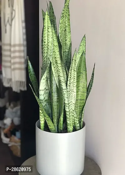 Platone Snake Plant PAM95