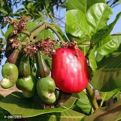 Platone Cashew Apple Plant Cashew PlantKaju Badam Gachh-thumb3