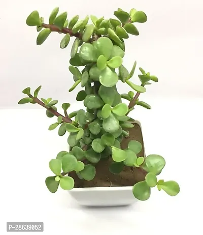 Platone Jade Plant Good Luck Jade Plant 01-thumb2