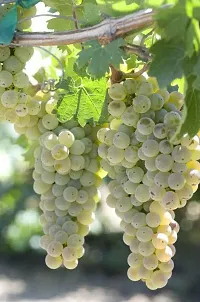 Platone Grapes Plant White Grapes Plant-thumb1