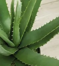 Platone Aloe Vera Plant AloeVera-thumb1