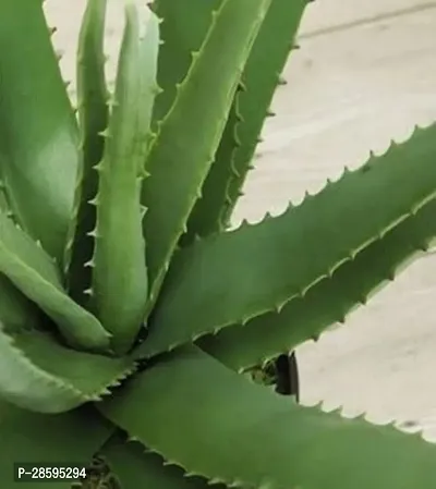 Platone Aloe Vera Plant AloeVera-thumb2