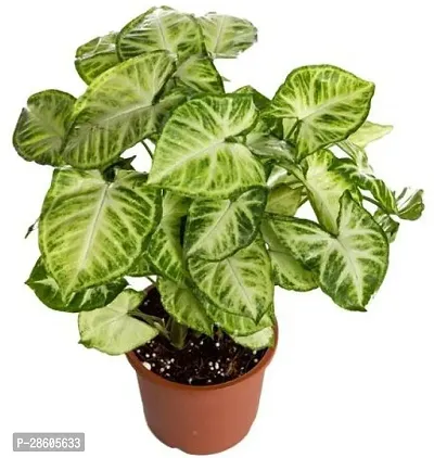 Platone Syngonium Plant FKD2005-thumb0