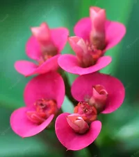 Platone Euphorbia Plant Pink Euphorbia Milli Live PlantV-2-thumb1