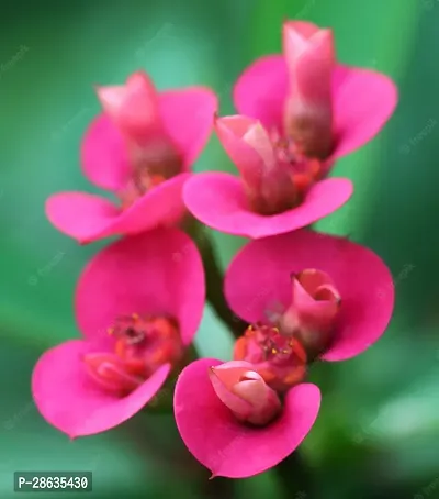 Platone Euphorbia Plant Pink Euphorbia Milli Live PlantV-2-thumb2