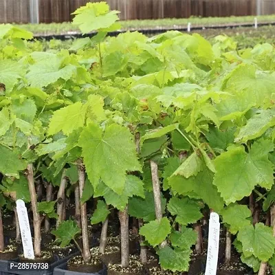 Platone Grapes Plant Hybrid Grapes Plant 0023.