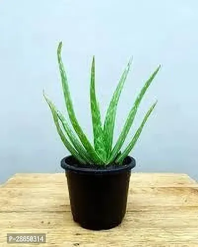 Platone Aloe Vera Plant Aloe Vera Plant 007-thumb0