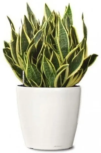 Hot Selling Plant & Planters 