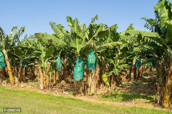 Platone Banana Plant Hybrid_Banana 808