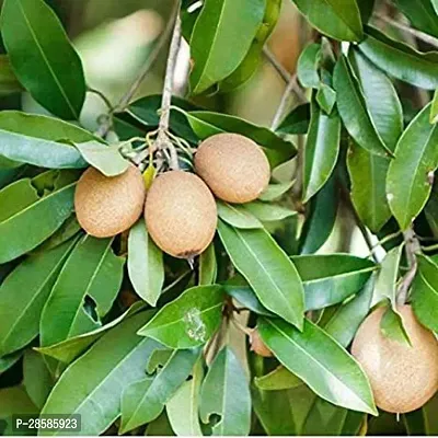 Platone Chiku Plant Live Fruit Plant Manilkara Zapota,Sapodilla, Sapota, chikoo, Chico, Naseberry, or Nispero Sapota Chikoo SapotaChikoo Healthy (Thailand Variety) for Home and Outdoor Garden01-thumb3