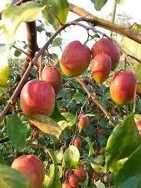 Platone Ber Apple Plant red apple kul plant-thumb2