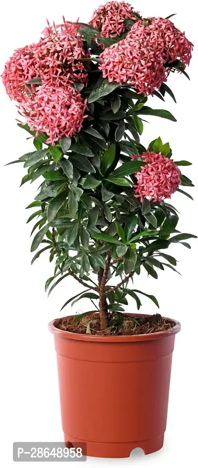 Platone Inermi Plant Ixora Pink Natural Live Plant-thumb0