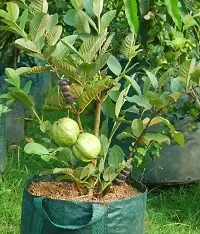 Platone Guava Plant GUAVA PLANT SSNNEE-thumb1