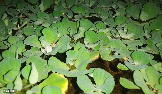 Platone Water Pennywort Water_pennyworts packing with 7 pennywort