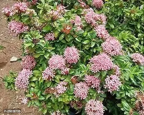 Platone Ixora Plant IXORA PLANT GGH-thumb0