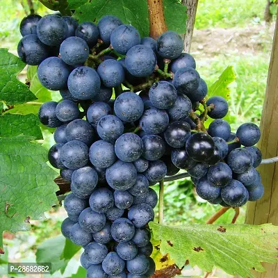 Platone Grapes Plant lembergergrape-thumb0