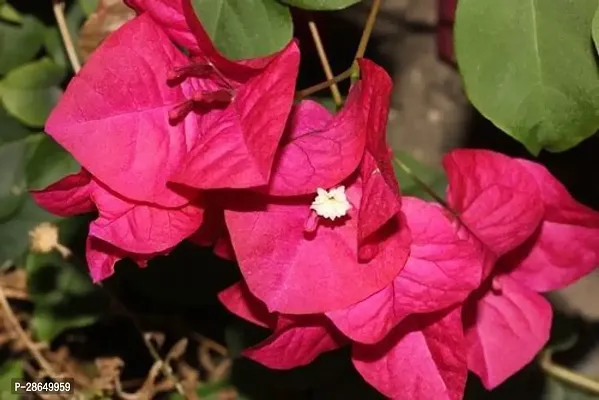 Platone Bougainvillea Plant HVLIVE_231-thumb0