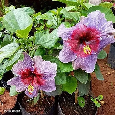 Platone Hibiscus Plant TIGHIBI48