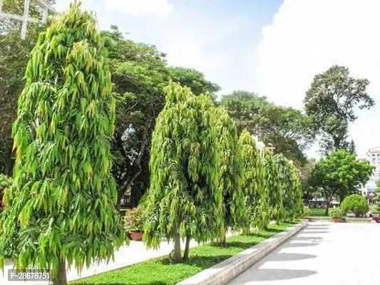 Platone Ashok Plant Ashoka Plant 1-thumb0