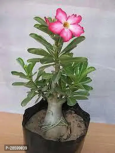 Platone Adenium Plant Adenium-thumb0