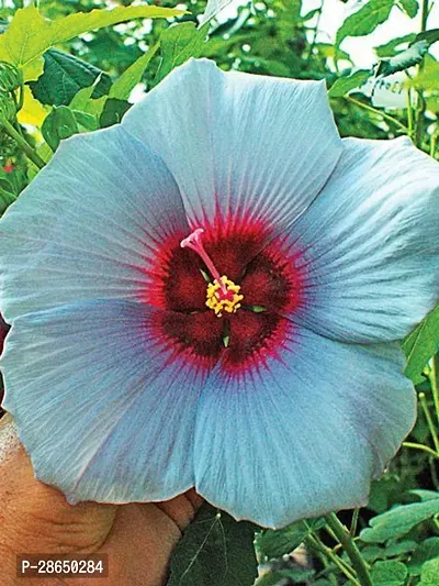 Platone Hibiscus Plant hibiscus plant 30931