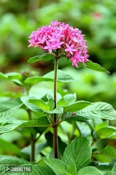 Platone Trothic IxoraChethi Plant pentas plant 02