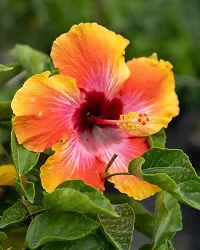 Platone Hibiscus Plant Hibiscus Plant F3-thumb1