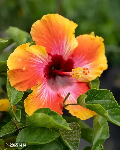 Platone Hibiscus Plant Hibiscus Plant F3-thumb2