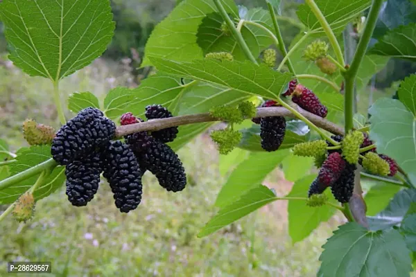 Platone ShahtootMulberry Plant Mulberry Fruit plant A12-thumb0