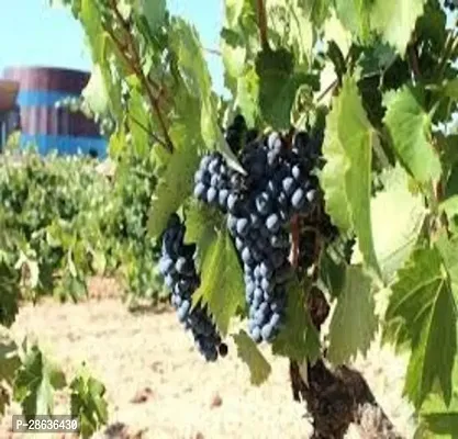 Platone Grape Plant Rumani Grape Plant For Outdoor Garden-thumb2