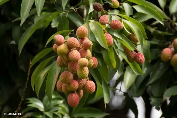 Platone Litchi Plant Litchi 46-thumb0