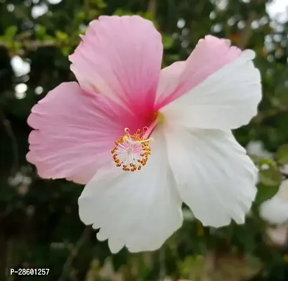 Platone Hibiscus Plant White hibiscus plant