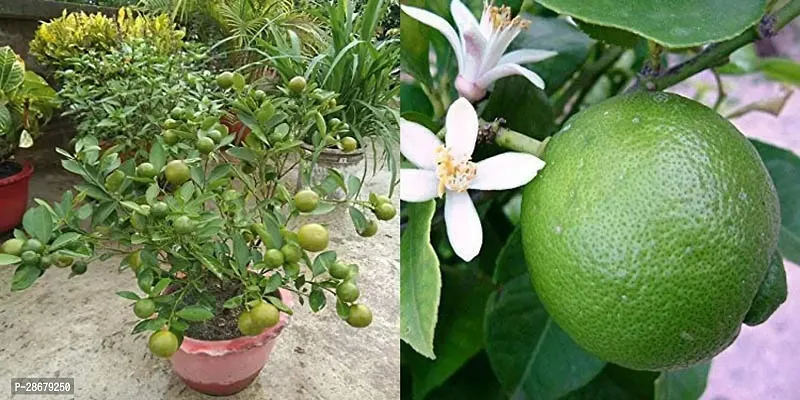 Platone Lemon Plant Sweet Mosambi Plant-thumb3