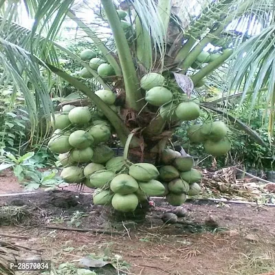 Platone Coconut Plant Dasheri Coconut Hybrid Plant For Outdoor Garden