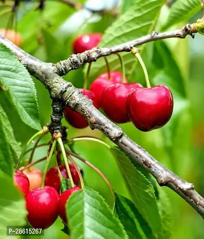 Platone Cherry Fruit Plant 512 Sweet Cherry Hybrid Plant-thumb0