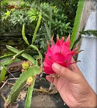 Platone Dragon Tree Dragon Fruit (red) Live Plant - Pack of 2-thumb2