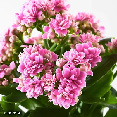 Platone Kalanchoe Plant KALANCHOE FL)OWER PLANTS (PINK)-thumb2