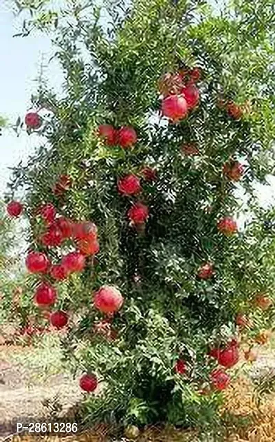 Platone Pomegranate Plant 59