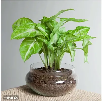 Platone Syngonium Plant eco worlds Syngonium Golden Plant-thumb0