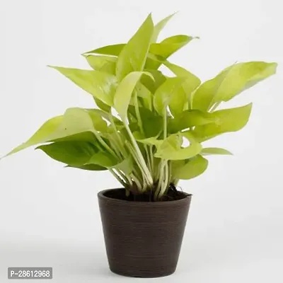 Platone Money Plant Golden Money Plant In Recycled Plastic Conical Pot- Brown