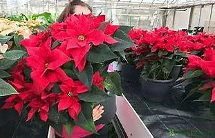 Platone Poinsettia Plant R1e2d3 Po26poinsettia-thumb1