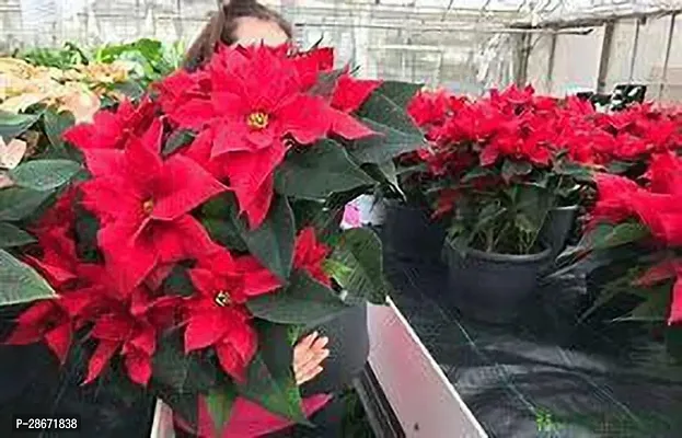 Platone Poinsettia Plant R1e2d3 Po26poinsettia-thumb2