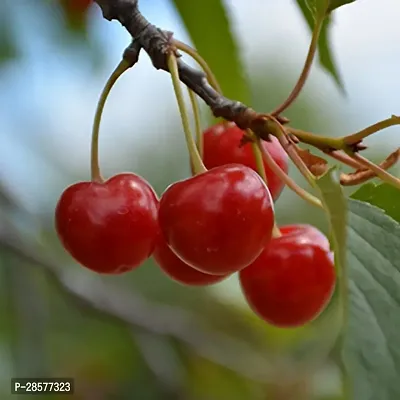 Platone Cherry Fruit Plant cherry fruit plant