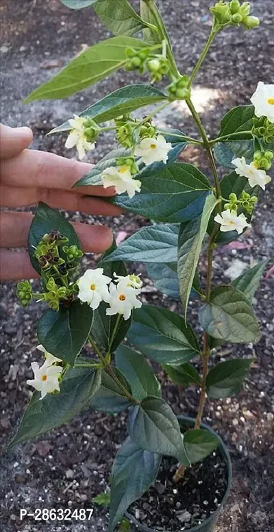 Platone ParijatHarsingar Plant Parijat Flower PlantShiuli a50-thumb0