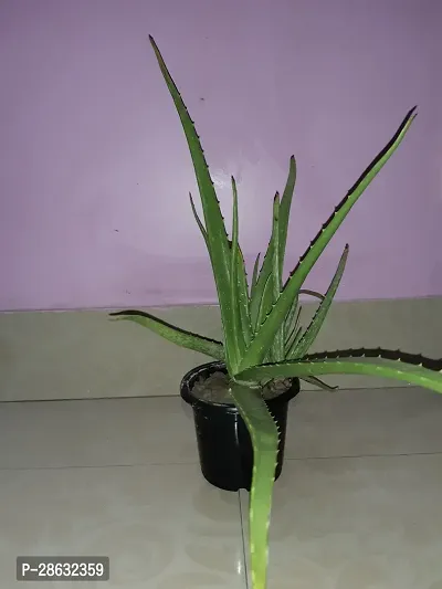 Platone Aloe Vera Plant PPNGI0008