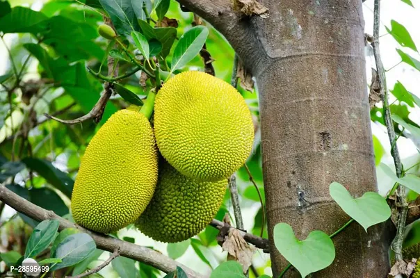 Platone Jackfruit Plant Jackfruit Plant J4-thumb0