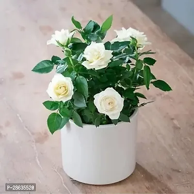 Platone Rose Plant White Rose With Pot-thumb0