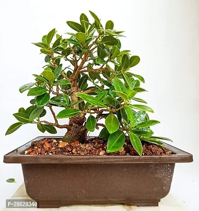 Platone Ficus Bonsai Plant CFGV150