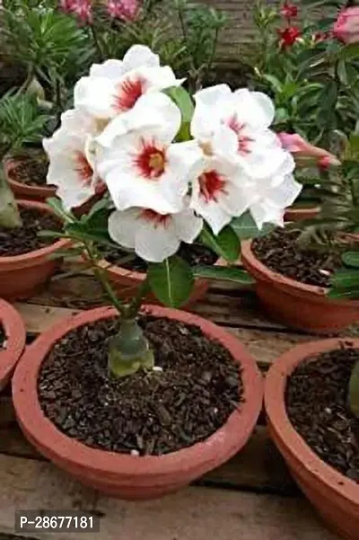 Platone Adenium Plant ADENIUM PLANT BONSAI