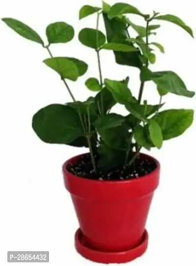 Platone Jasmine Plant HVLIVE_726-thumb0